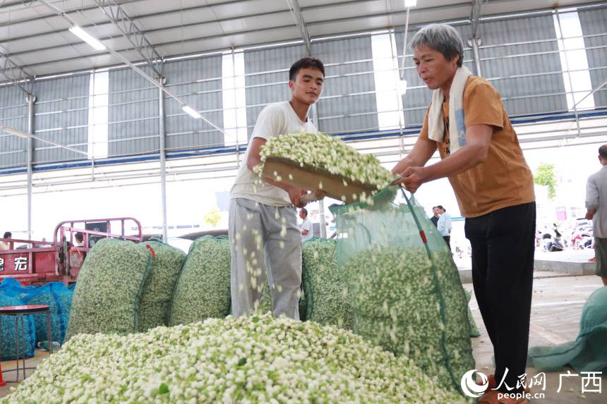 Mji wa Hengzhou, mkoani Guangxi: Harufu ya maua ya jasmine yaonesha hatua ya ustawishaji wa vijijini