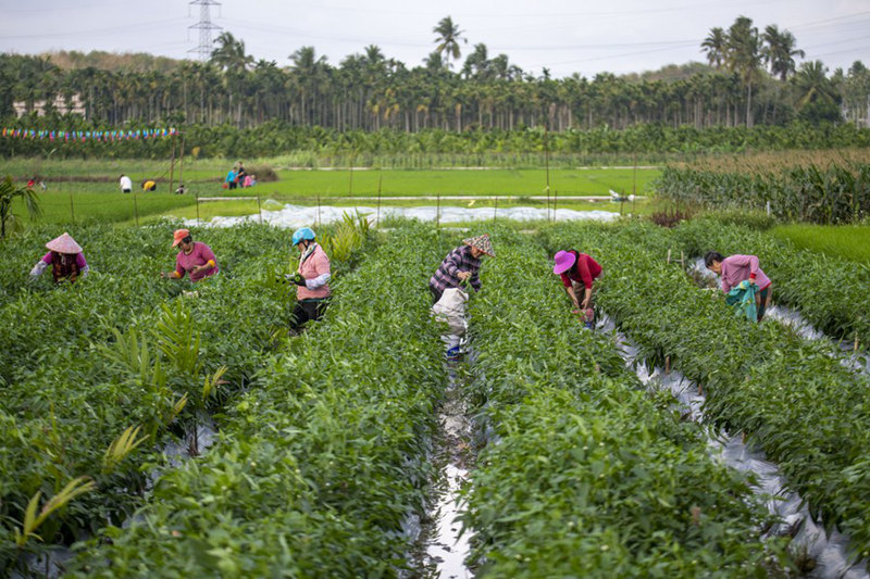 Wakulima wakivuna pilipili hoho katika wilaya ya Jiaji, mji wa Qionghai, Mkoa wa Hainan, Kusini mwa China, Februari. 10, 2022. (Picha na Meng Zhongde/Xinhua)