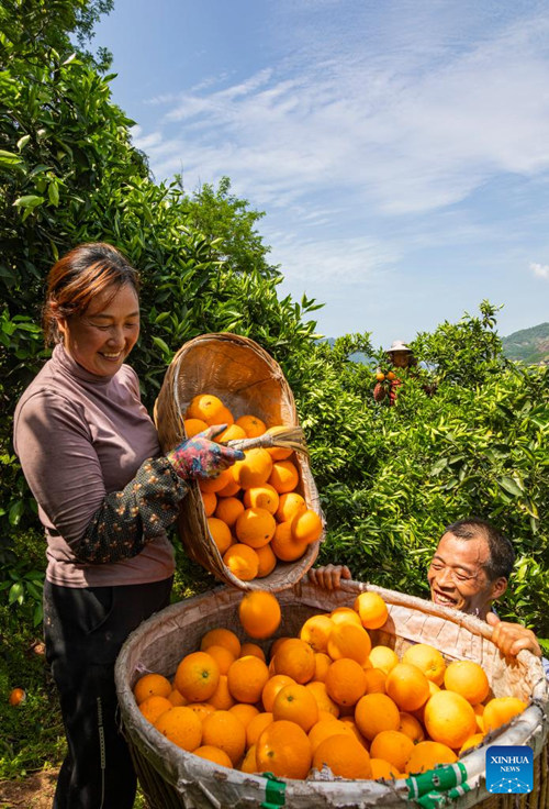 Wanakijiji wakivuna mavuno ya machungwa katika Wilaya ya Zigui, Mkoa wa Hubei wa katikati mwa China, Aprili 26, 2022. (Picha/Xinhua)