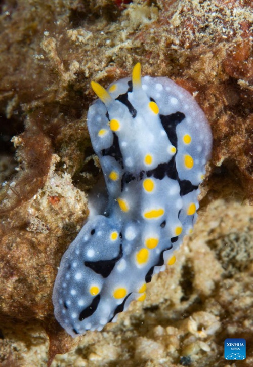 Matumbawe yapandwa ili kulinda viumbe baharini huko Hainan, China