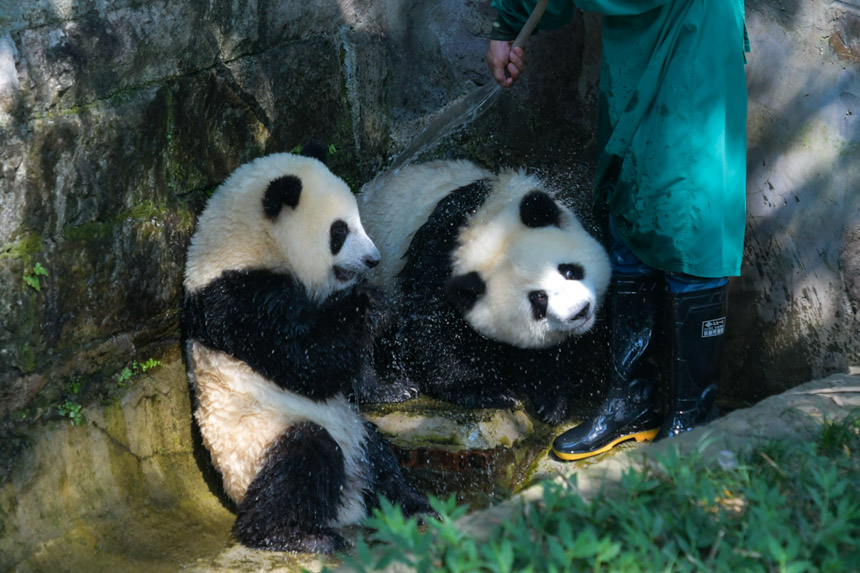 Mfugaji akiwaogesha panda ili kuwasaidia kuepuka joto. (Mpiga picha: Zou Le)