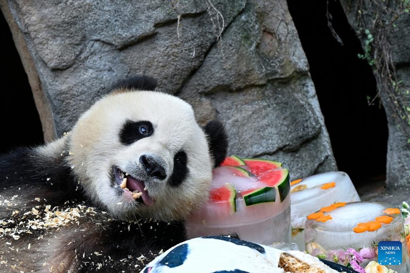 Hatua mpya za kupunguza hali joto kwa ajili ya panda wa Sichuan