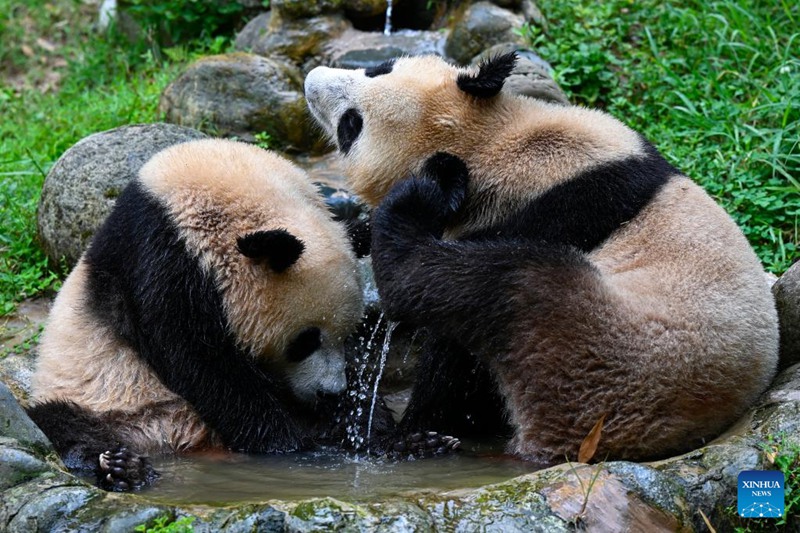 Hatua mpya za kupunguza hali joto kwa ajili ya panda wa Sichuan