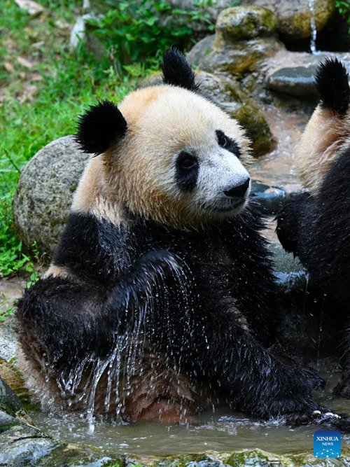Hatua mpya za kupunguza hali joto kwa ajili ya panda wa Sichuan