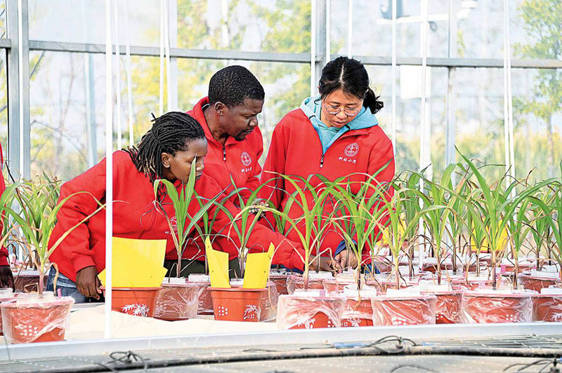 Wanafunzi wa Chuo Kikuu cha Kilimo cha China wakifanya utafiti hali ya ukuaji wa mahindi  kwenye kituo cha majaribio huko Handan, Mkoa wa Hebei wa China. (ChinaDaily/Hu Haijun)
