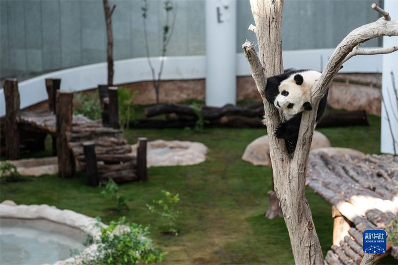 Tarehe 17, Novemba, Panda “Si Hai”akiwa ndani ya Jumba la Panda  katika Mji wa Doha, Qatar.(Mpiga picha:Pan Yulong/Xinhua)