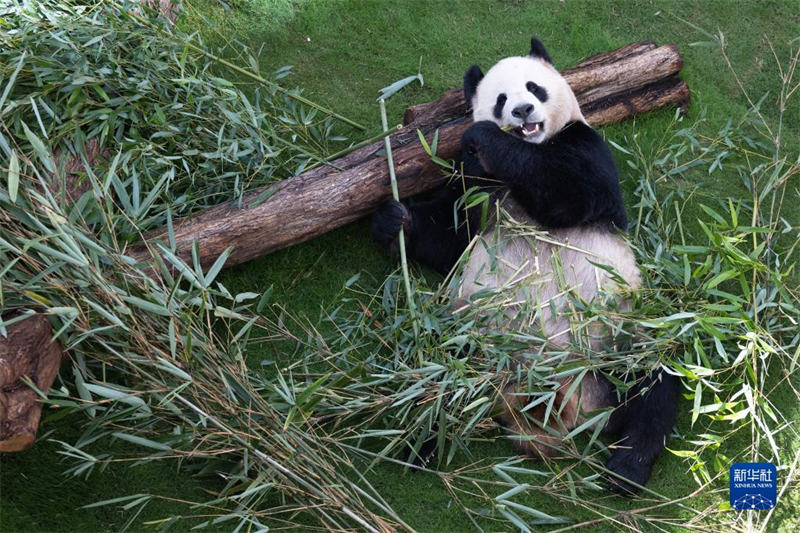 Jumba la Panda la Qatar  lafunguliwa rasmi kwa umma