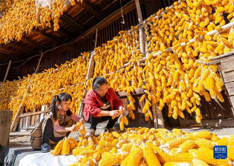 Tarehe 29, Novemba, wanakijiji wakianika mahindi kwenye majengo ya jadi katika Kijiji cha Meilin cha Mji wa Meilin wa Wilaya ya Nanjing ya Mji wa Zhangzhou.