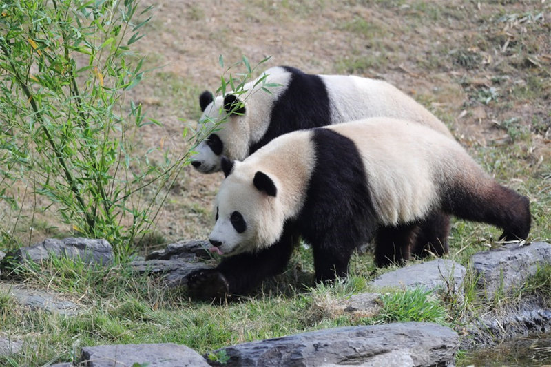 Panda wakubwa waunganisha China na Ubelgiji kwa ushirikiano wa bioanuwai