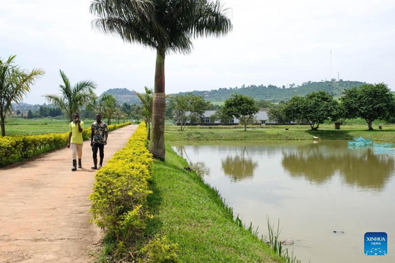 Wafanyakazi wenyeji wakitembea karibu na madimbwi ya samaki katika Kituo cha Utafiti na Maendeleo ya Mazao ya Majini huko Kajjansi, Wilaya ya Wakiso, Uganda, Desemba 21, 2022. (Picha na Hajarah Nalwadda/Xinhua)