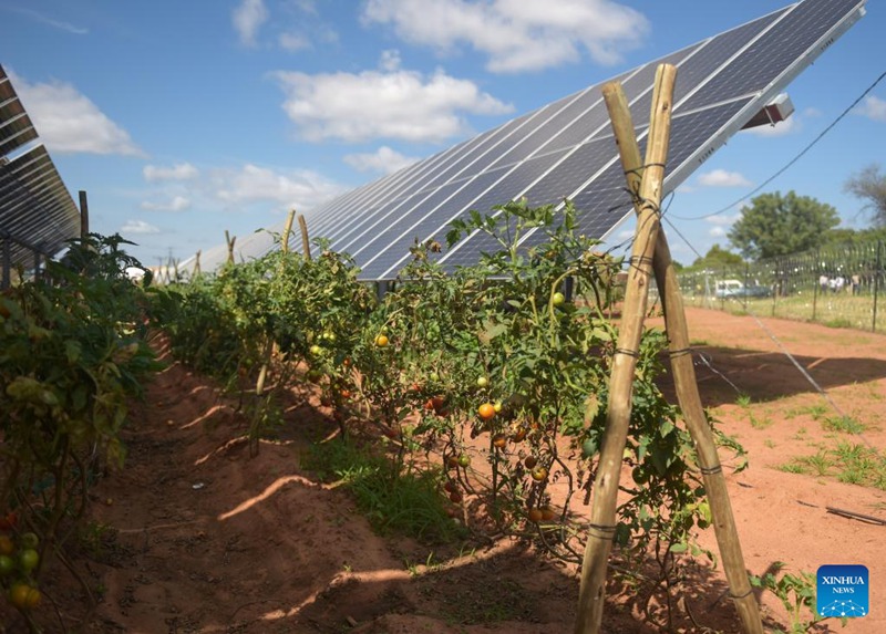 Nyanya zikikua chini ya paneli za kuzalisha umeme kwa mwanga wa jua katika Chuo Kikuu cha Kilimo na Maliasili cha Botswana huko Gaborone, Botswana, Tarehe 15, Machi, 2023. (Picha na Tshekiso Tebalo/Xinhua)