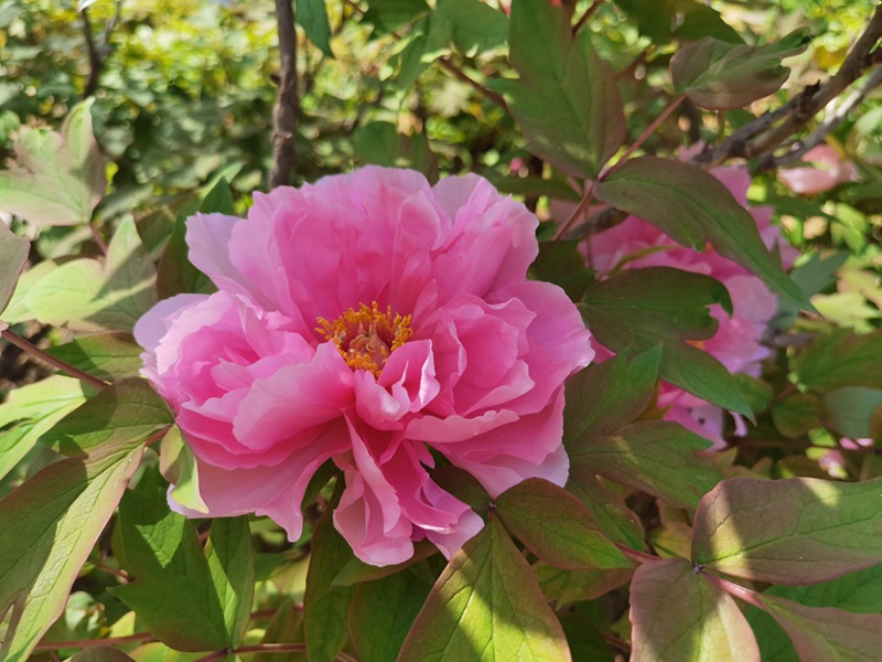 Picha iliyopigwa Tarehe 10, Aprili, 2023 ikionesha ua la Peony linalochanua kwenye Bustani ya Kitaifa ya Maua ya Peony huko Luoyang, Mkoa wa Henan wa katikati ya China. (People’s Daily Online/Du Mingming)
