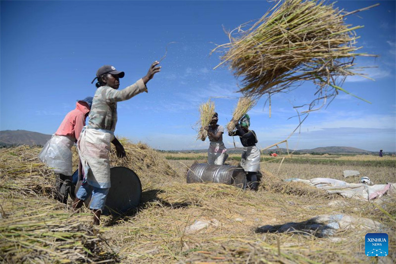 Wataalamu wa mchele chotara kutoka?China waisaidia Madagascar kufikia usalama wa chakula