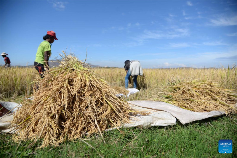 Wataalamu wa mchele chotara kutoka?China waisaidia Madagascar kufikia usalama wa chakula