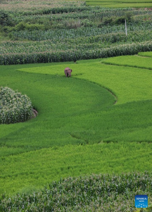 Tembo wa Asia akionekana katika Wilaya inayojiendesha ya Makabila ya Wahani na Wayi ya Jiangcheng iliyoko Pu'er, Mkoa wa Yunnan, Kusini-Magharibi mwa China, Julai 19, 2023. (Xinhua/Lyu Shuai)