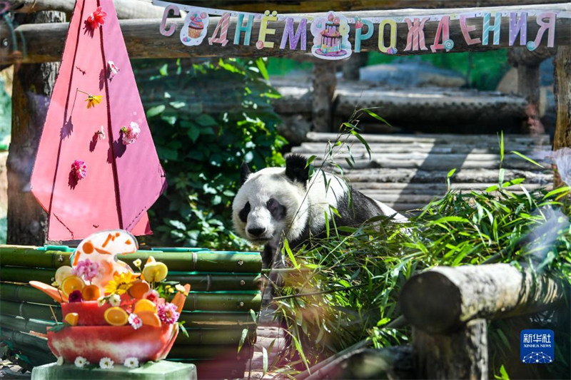 Panda “Dingding” akicheza karibu na "keki ya siku ya kuzaliwa" kwenye Bustani ya Wanyama ya Moscow, Russia, tarehe 30, Julai.