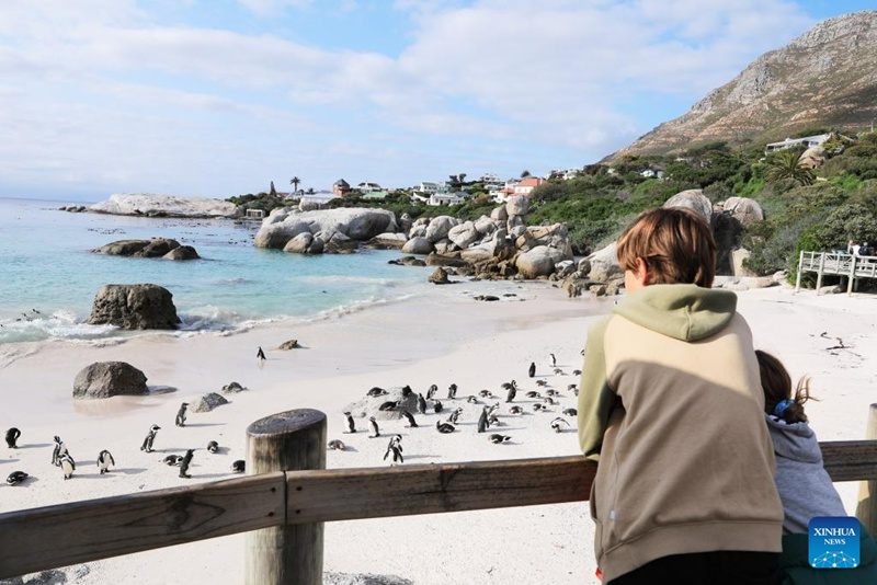 Watalii wakitazama pengwini kwenye ufukwe wa Boulders Penguin Colony katika Mji wa Simon, Afrika Kusini, Agosti 12, 2023. (Xinhua/Dong Jianghui)