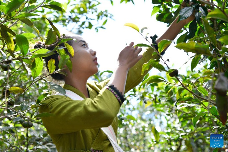 Mkulima wa chai akichuma majani ya chai katika msitu wa chai wa kale wa Mlima Jingmai ulioko Eneo la Pu'er katika Mkoa wa Yunnan Kusini-Magharibi mwa China, Septemba 19, 2023. (Xinhua/Tang Rufeng)