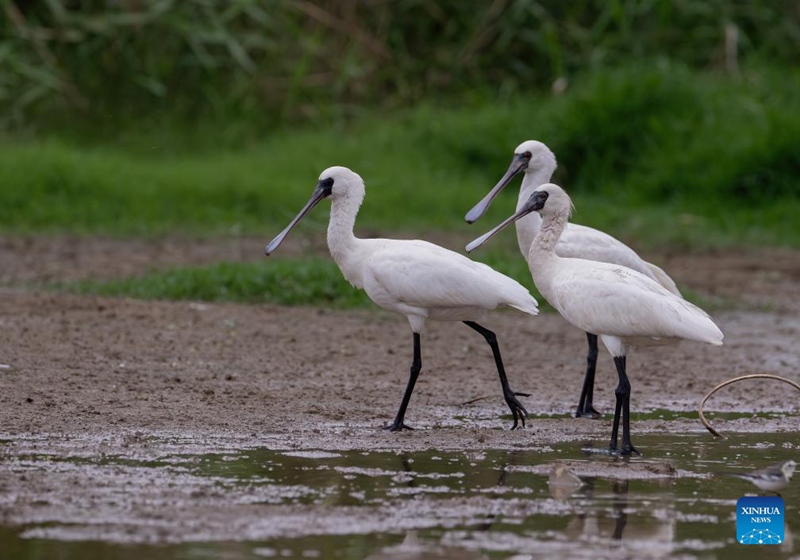 Ndege aina ya spoonbills wenye uso mweusi wakionekana kwenye eneo oevu la mlango wa Mto Minjiang katika Mkoa wa Fujian, Kusini-Mashariki mwa China, Novemba 15, 2023. (Xinhua/Wei Peiquan)