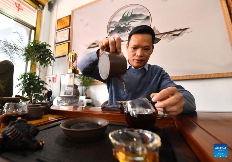 Kazi ya chai ya Liubao yastawi katika Mji wa Wuzhou, Kusini mwa China