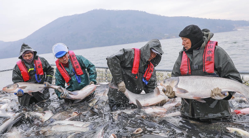 Wavuvi wafurahia mavuno ya samaki katika Mkoa wa?Jiangsu, China