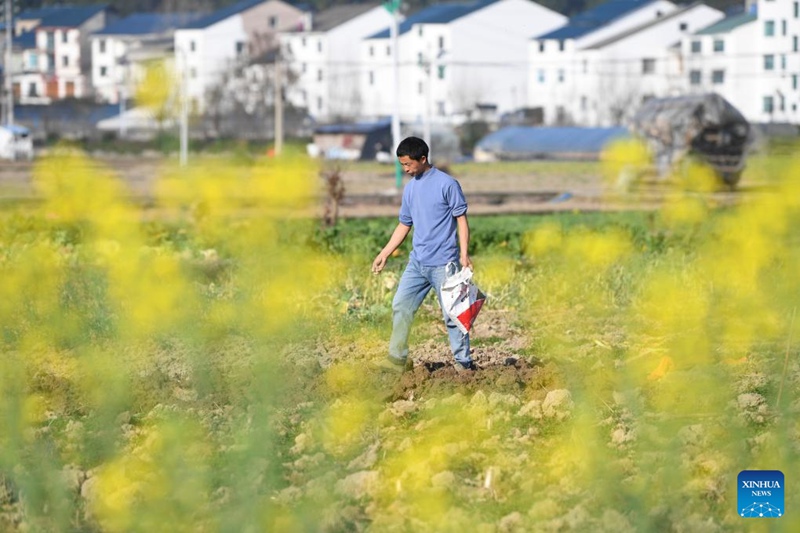 Mwanakijiji akirutubisha shamba katika Kijiji cha Manxi cha Wilaya ya Yuqing, mji wa Zunyi, Mkoa wa Guizhou, Kusini-Magharibi mwa China, Februari 18, 2024.  (Picha na He Chunyu/Xinhua)
