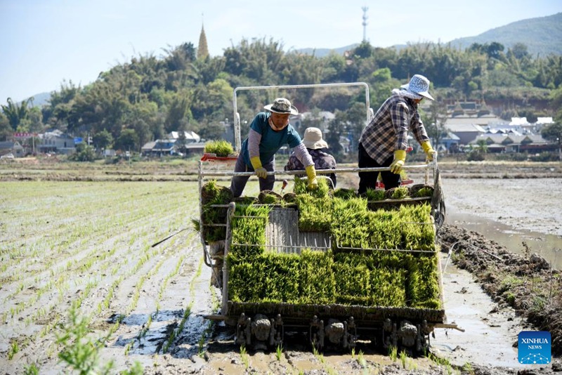 Wakulima wakipandikiza miche ya mpunga kwenye mashamba katika Kijiji cha Man'en cha Wilaya ya Menghai, Mkoa wa Yunnan Kusini-Magharibi mwa China, Machi 6, 2024. (Picha na Zuo Lianjiang/Xinhua)