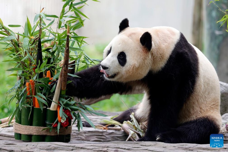 Panda mashuhuri Fu Bao asalimia watembeleaji kwa mara ya kwanza mkoani Sichuan, China tangu atoke Jamhuri ya Korea