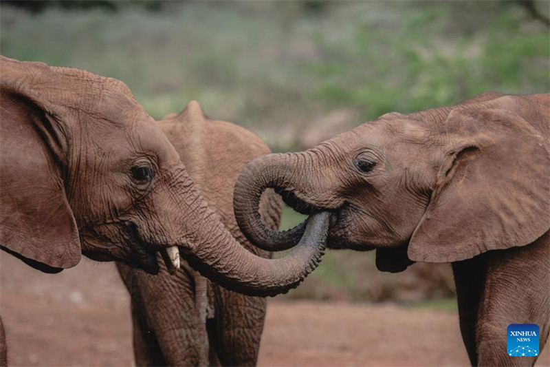 Tembo 