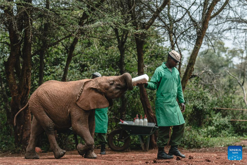 Tembo 