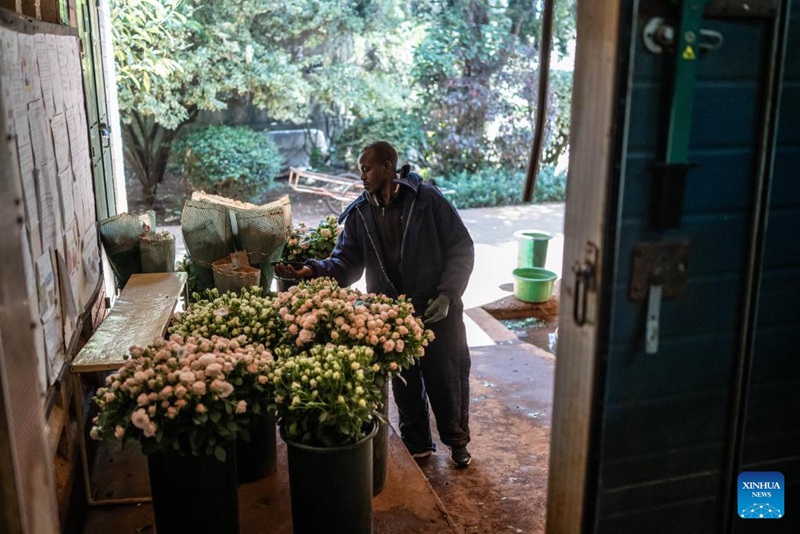 Mfanyakazi wa Karen Roses akipanga maua yaliyofungashwa kwenye karakana huko Nairobi, Kenya Oktoba 29, 2024. (Xinhua/Wang Guansen)