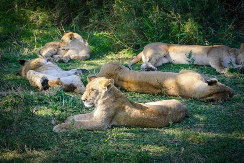 Kenya inatumai kuimarisha?mawasiliano na China katika sekta za utalii na utamaduni