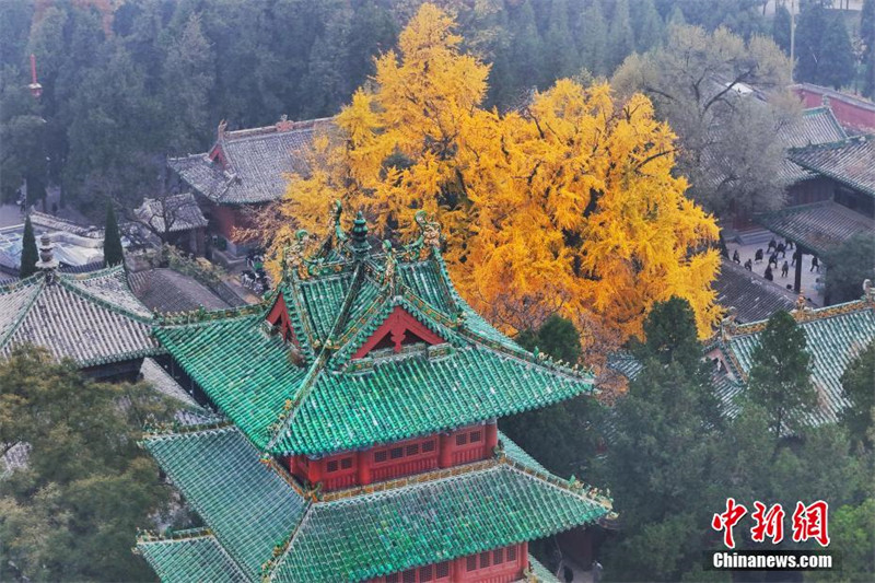 Mti wa ginkgo wa miaka elfu moja katika?Hekalu la Shaolin 