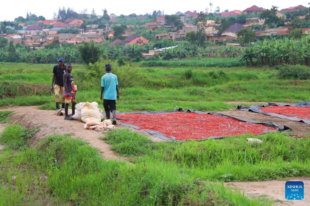 Wakulima wakikausha pilipili mjini Kigali, Rwanda, Desemba 4, 2024. (Xinhua/Ji Li)