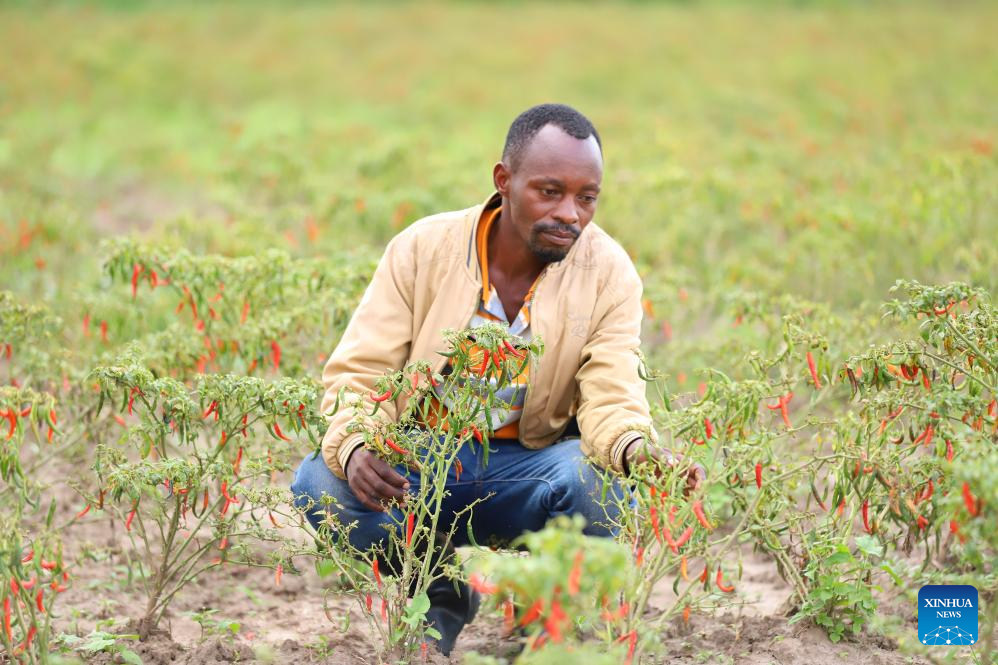 Mkulima wa pilipili wa Rwanda akifanyia?mageuzi kilimo kwa utaalamu, maono na biashara ya China