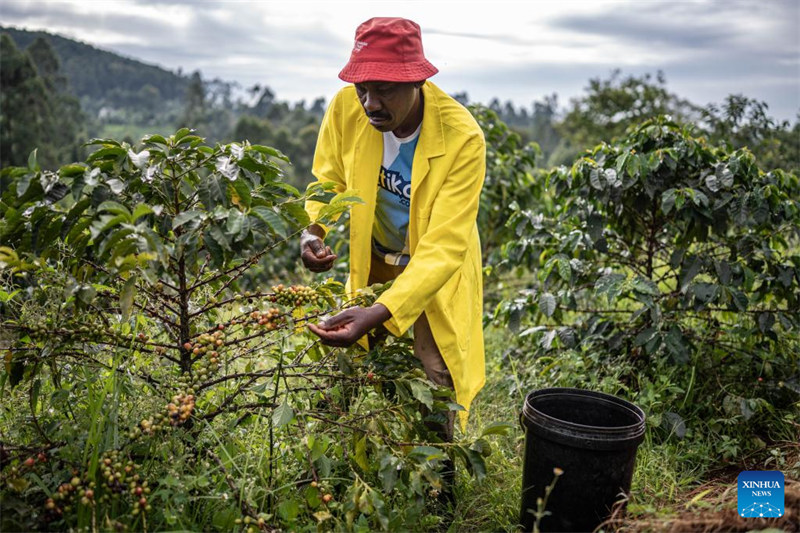 Kilimo cha kahawa chatoa maisha kwa watu katika?eneo la kati la Kenya