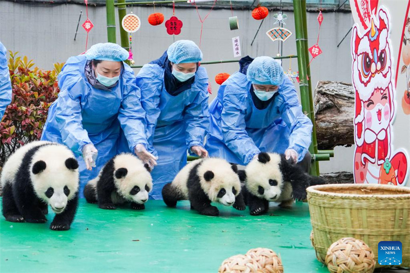 Vitoto vya Panda vyatuma salamu za Mwaka Mpya wa Jadi wa China kutoka kusini magharibi mwa China