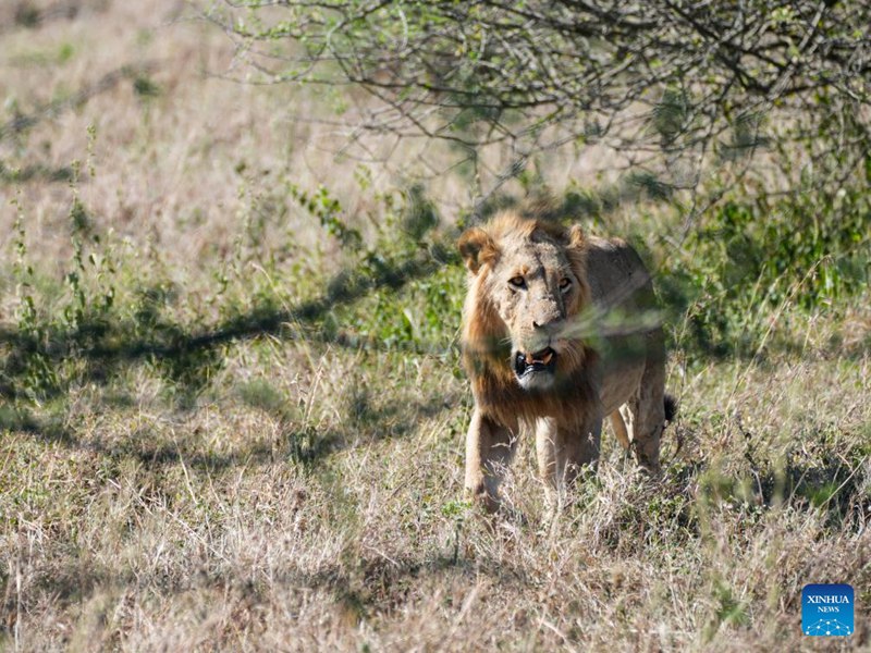 Mandhari na wanyama katika Hifadhai ya Taifa ya Nairobi, Kenya