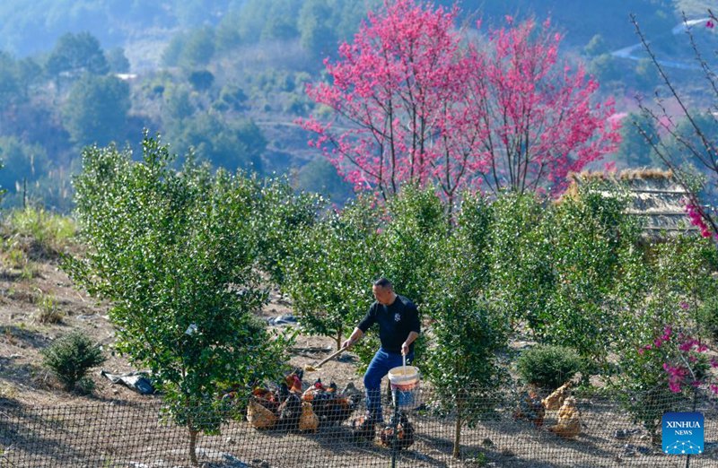 Wu Guangrong akilisha kuku kwenye bustani ya ikolojia katika Wilaya ya Longli, Mkoa wa Guizhou, kusini-magharibi mwa China, Machi 11, 2025. (Xinhua) 