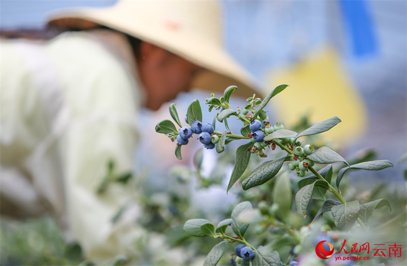 Kituo cha Upandaji Blueberry kidijitali chaingia?msimu wa mavuno Yunnan, China