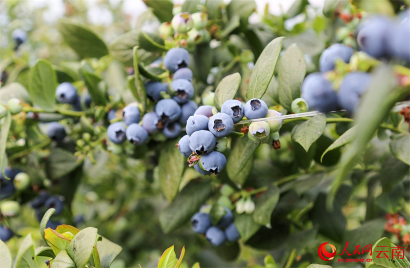 Kituo cha Upandaji Blueberry kidijitali chaingia?msimu wa mavuno Yunnan, China
