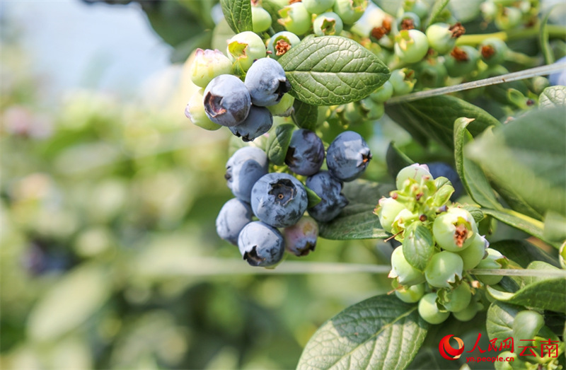 Kituo cha Upandaji Blueberry kidijitali chaingia?msimu wa mavuno Yunnan, China