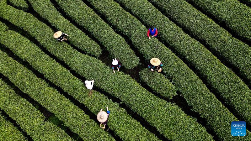 Picha iliyopigwa Machi 21, 2025, ikionyesha wafanyakazi wakichuma majani ya chai kwenye shamba la chai katika Wilaya inayojiendesha ya kabila la Wadong ya Sanjiang, Guangxi, kusini mwa China. (Xinhua/Zhang Ailin)