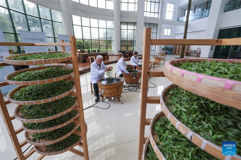 Chai ya Juyan ya Wuzhou yaingia msimu wa mavuno mkoani?Zhejiang, China