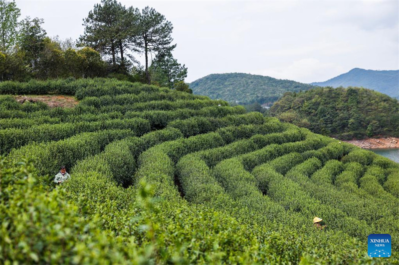 Chai ya Juyan ya Wuzhou yaingia msimu wa mavuno mkoani?Zhejiang, China