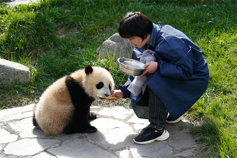 Mlinzi akua pamoja?na panda Sichuan, China