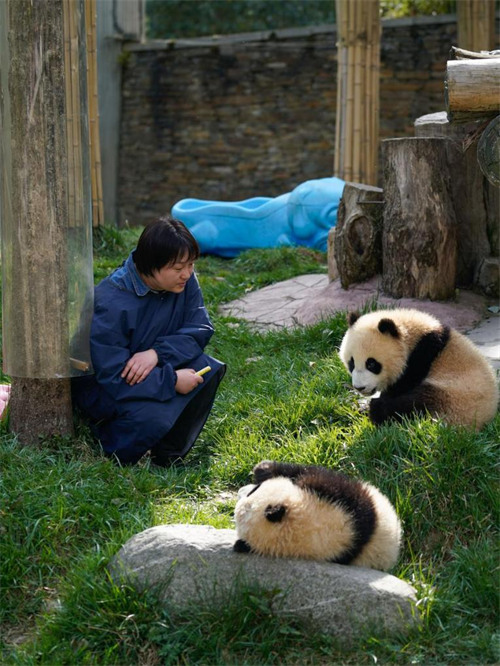 Mlinzi akua pamoja?na panda Sichuan, China