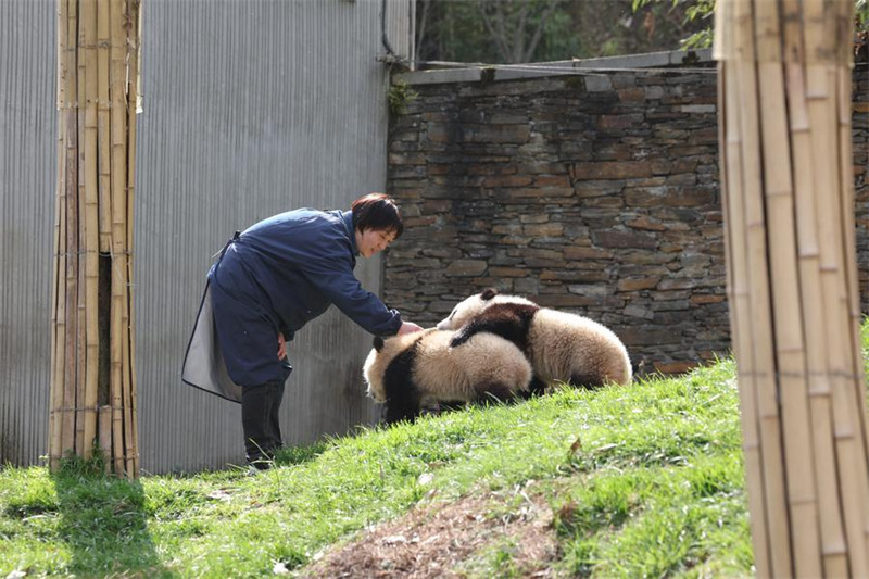 Mlinzi akua pamoja?na panda Sichuan, China