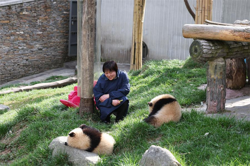Mlinzi akua pamoja?na panda Sichuan, China