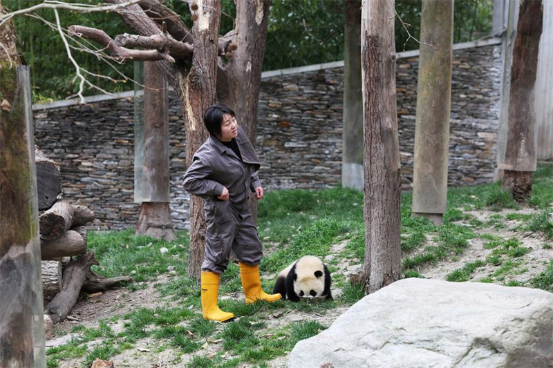 Mlinzi akua pamoja?na panda Sichuan, China